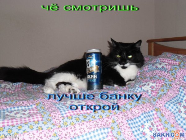 Привет алкоголикам прикольные