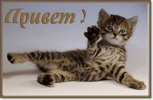 Привет котик