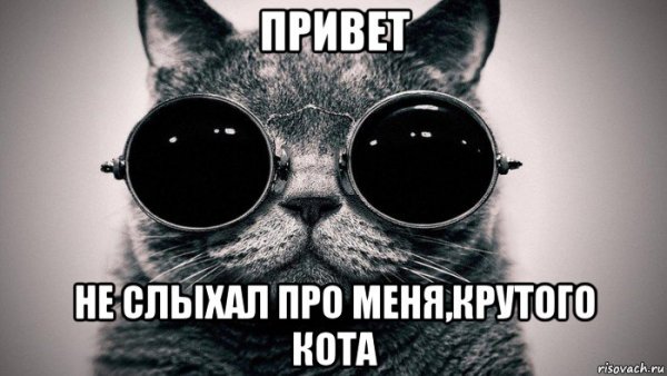 Мемы крутой кот