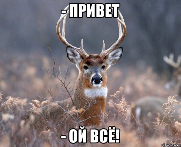 Открытки здрасте прикольные