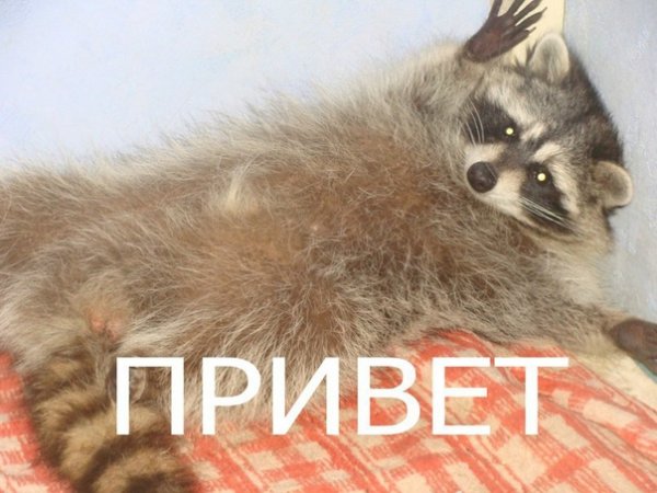 Енот привет