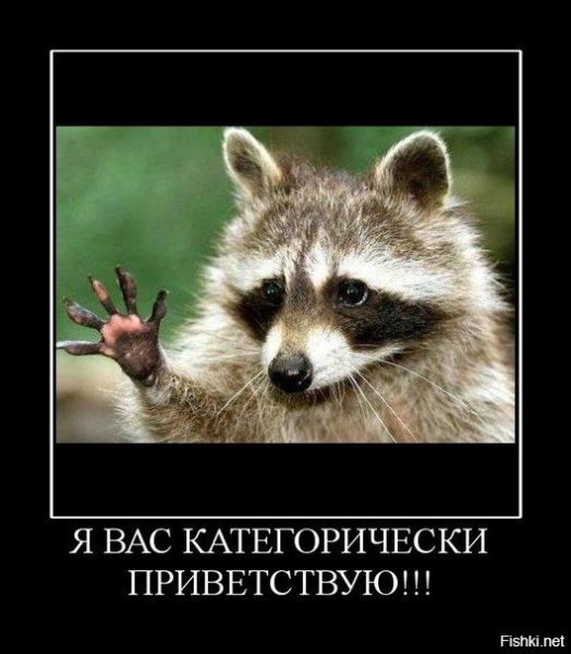 Енот демотиватор