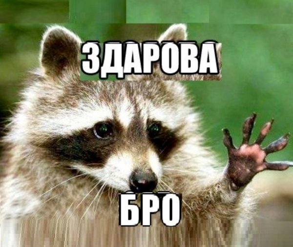 Спасибо за внимание Енотик