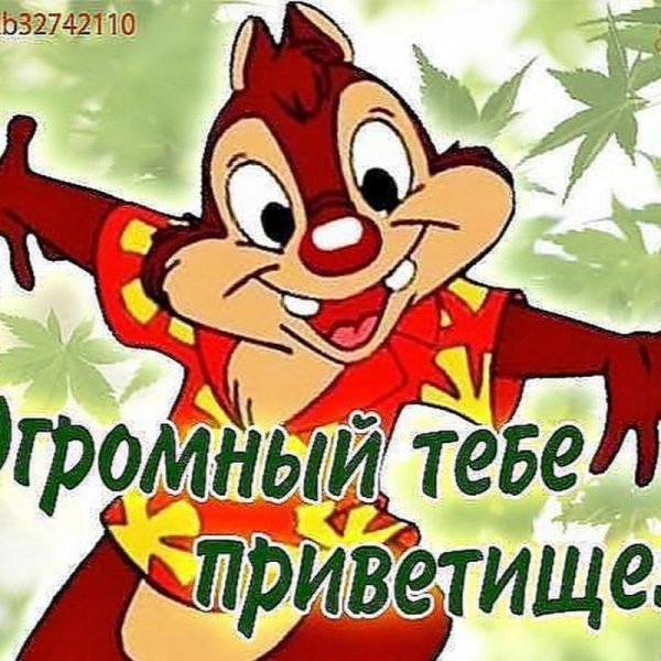Приветик с котами