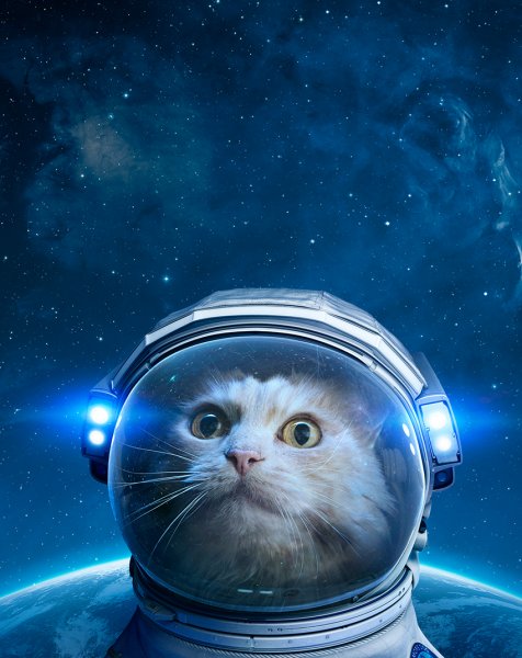 Кот в скафандре