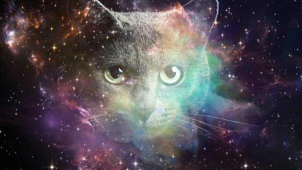 Космический кот