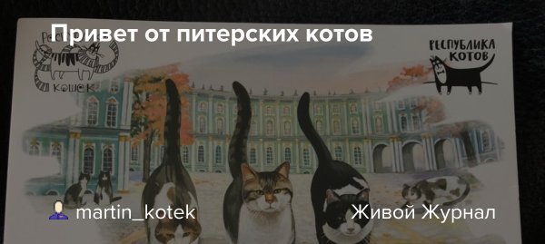 Питерские коты с добрым утром