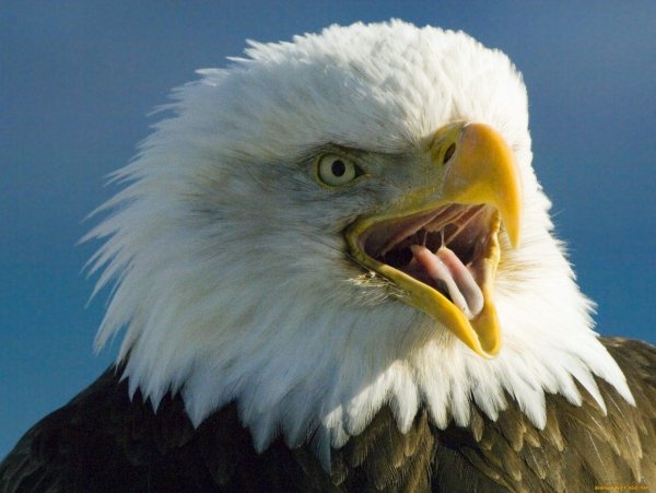 Американский Орлан анфас