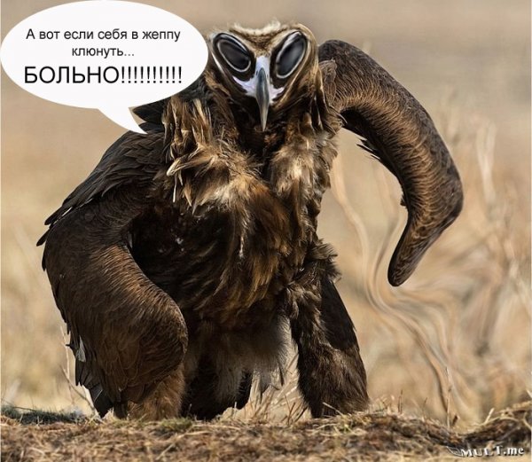 Гордый Орел прикол