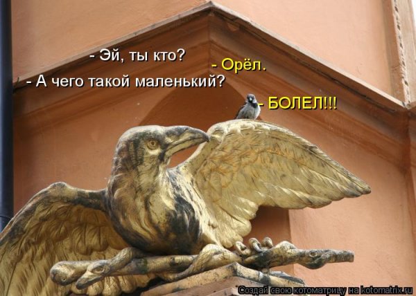 Шутки про орла