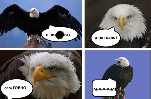 Мемы с орлами
