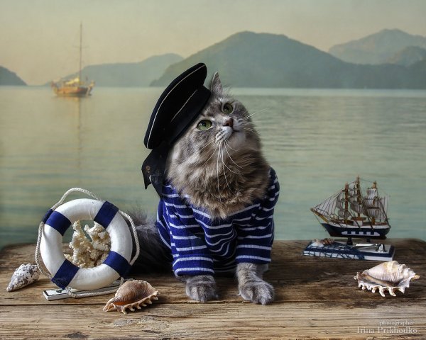 Кошка морячка