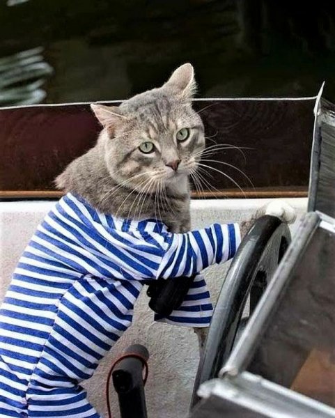 Кошка в тельняшке