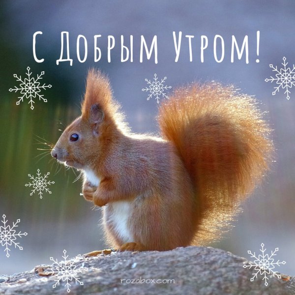 Доброе утро белка