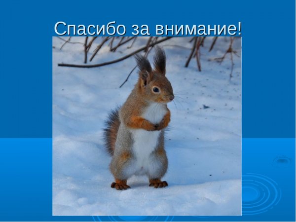 Спасибо за внимание белка