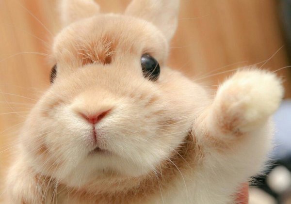 Картинки привет кролики (37 фото)