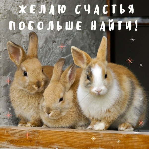 Кролики смешные приколы