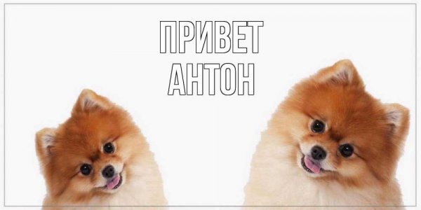 Красивая надпись имени Антон