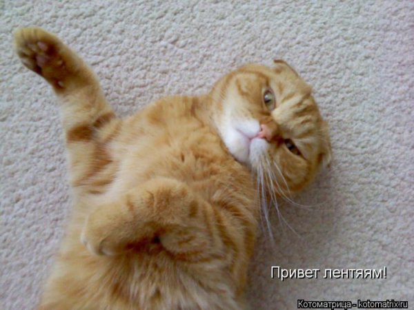 Привет Котоматрица