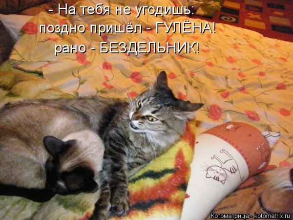 Прикольные подписи к фотографиям с кошками