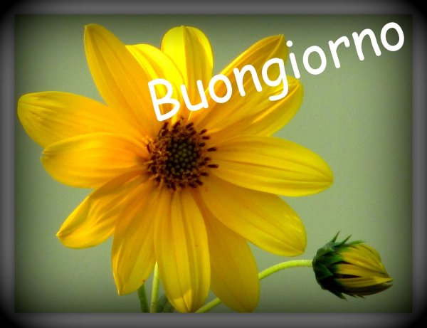 Открытки buon giorno