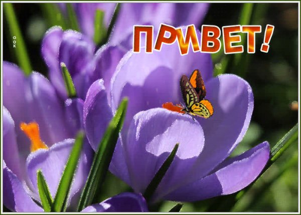 Прикольные гифки приветствия