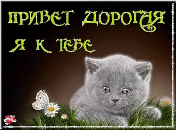 Смешной Медвежонок