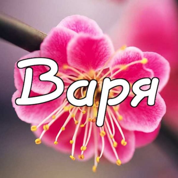 Привет Варя картинки