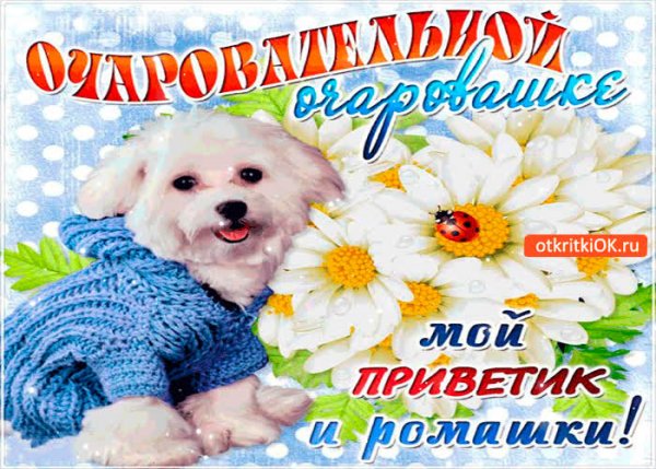 Привет ромашки