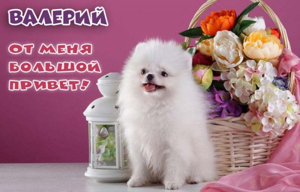 Диана Шурыгина сигна