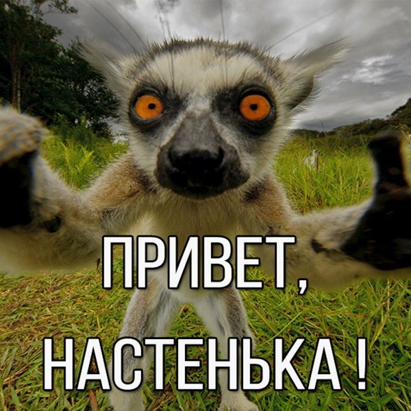 Настя собака Мем