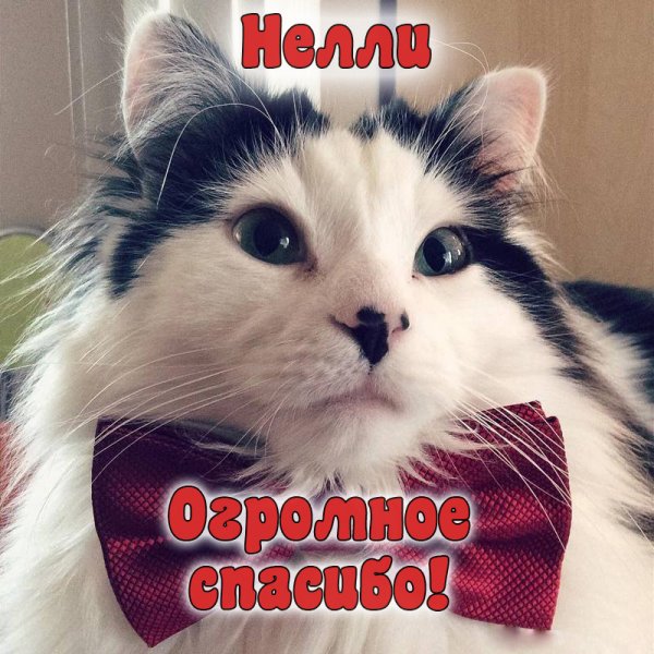Привет Нелли картинки прикольные