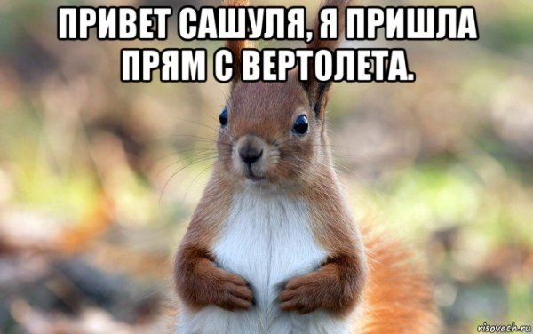 Мем про белку