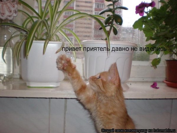 Привет давно не виделись картинки