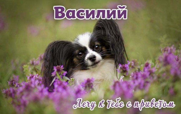 Привет Василий