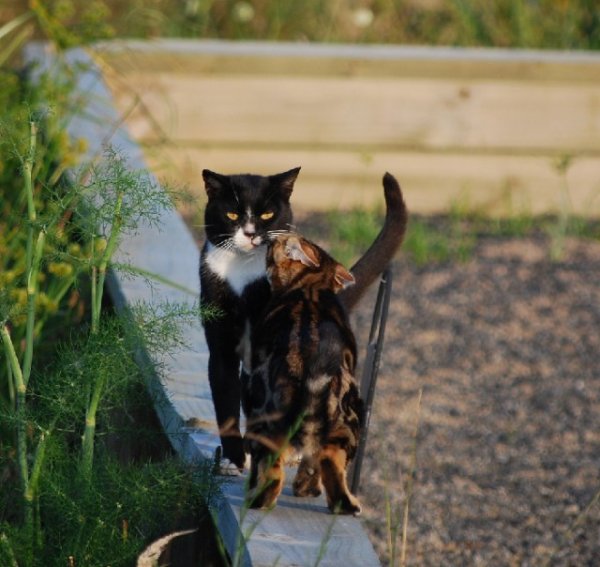 Привет котик