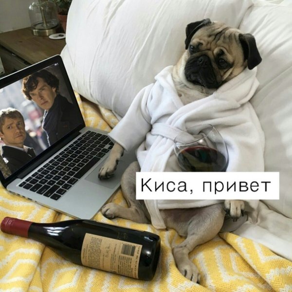 Привет киса
