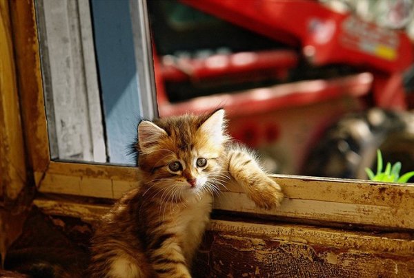 Привет котенок