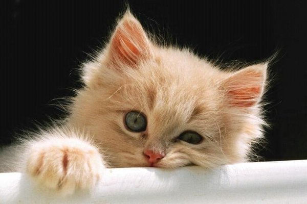 Скучающий кот