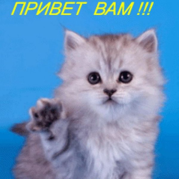 Кот машет лапой