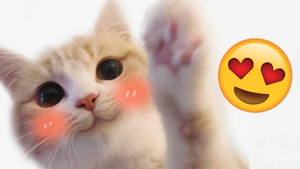 Кот смущается