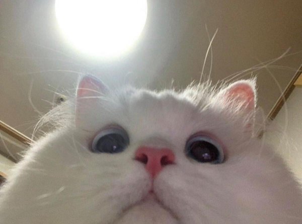 Милые коты пикчи