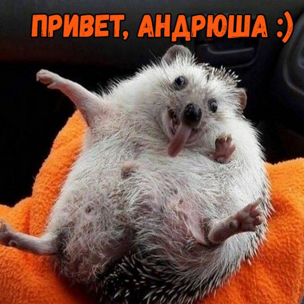 Смешные картинки про Андрюшу
