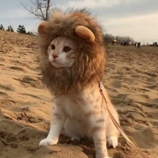 Кот Лев