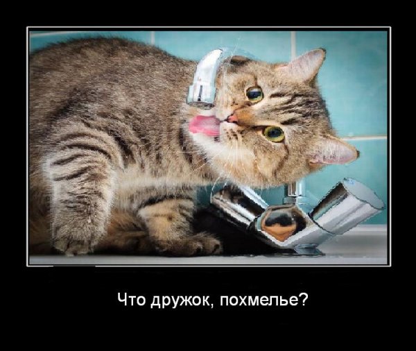 Открытки с похмелья прикольные