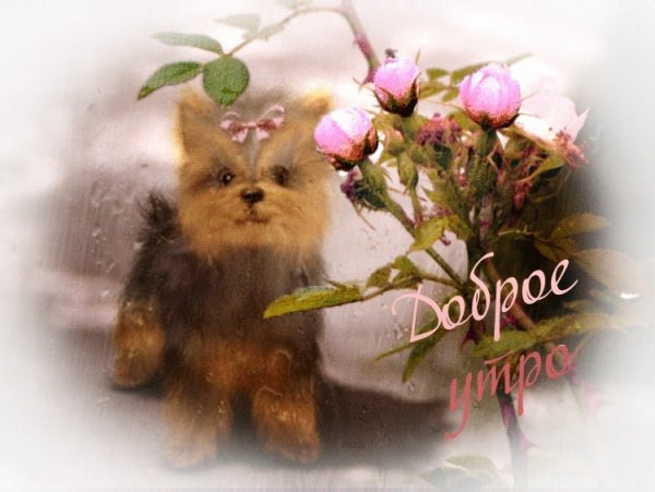 Хорошего воскресного дня с животными