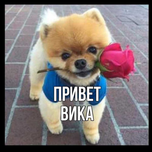 Привет Вика