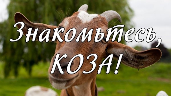 Привет коза