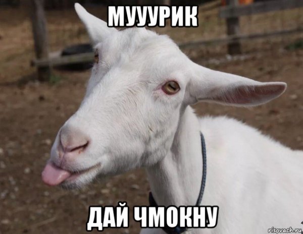 Козлик Мем