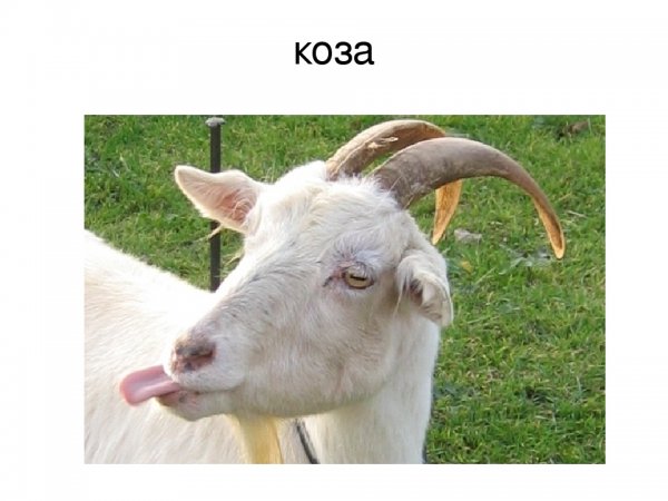 Коза Мем
